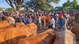 HARGA DEERR‼️SAPI LEMU MAJER || PASAR SAPI WARUJAYENG NGANJUK ||