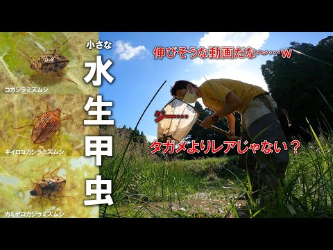 タガメよりレア？小さいけど珍しい水生昆虫たちがいる - YouTube