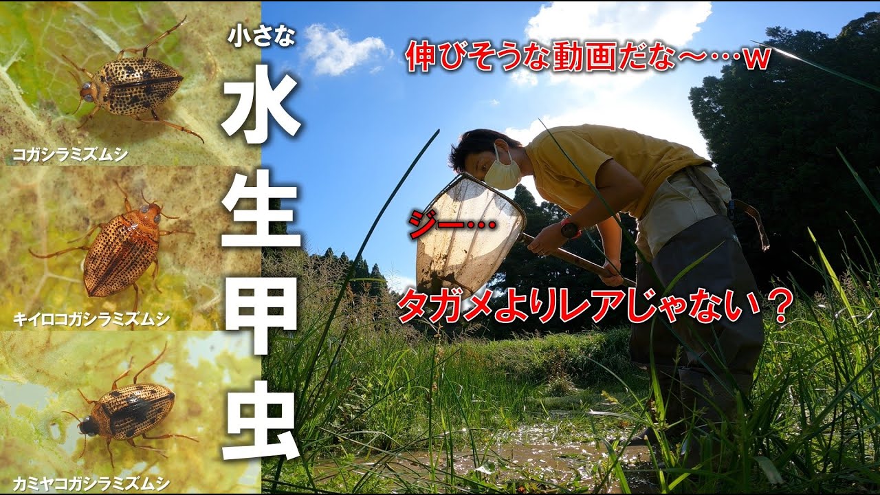 タガメよりレア？小さいけど珍しい水生昆虫たちがいる - YouTube