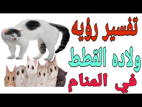 تفسير رؤيه حلم ولاده القطط في المنام مامعني ولاده القطه في الحلم