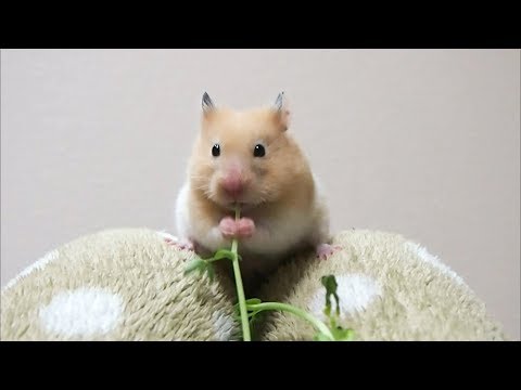 it-is-very-good!-funny-hamster-that-faces!