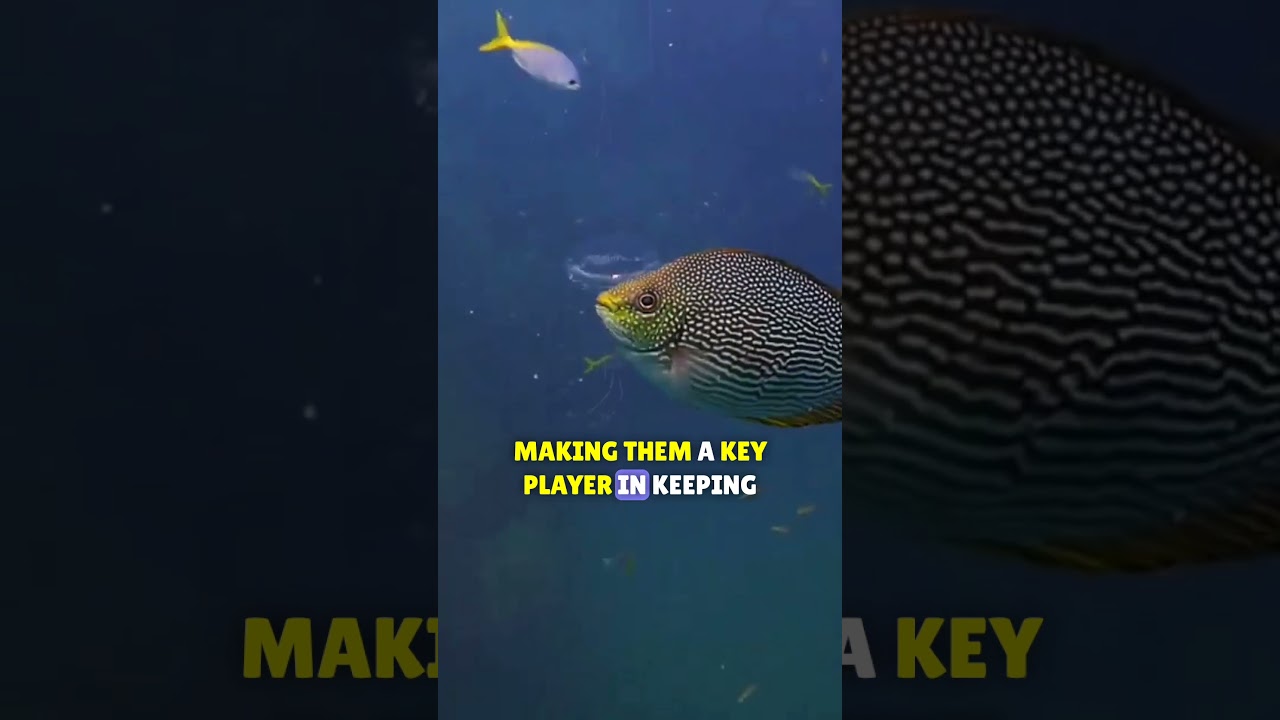 Discover the fascinating characteristics of the rabbit fish 