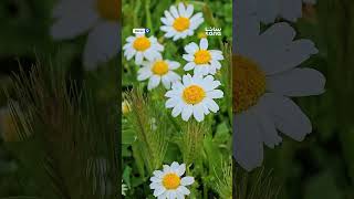 Bellas imágenes de la primavera en Siria