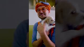 Caring After Pets - Cute Animals in the Shelter | Blippi Songs 🎶| Educational Songs For Kids
