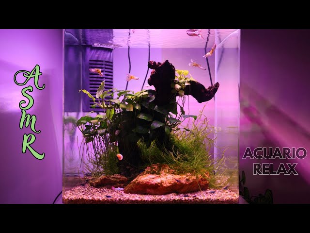 4K ASMR AQUARIUM 🐠 Dive into my RELAXING Fish Tank 💤 [Water Sounds]