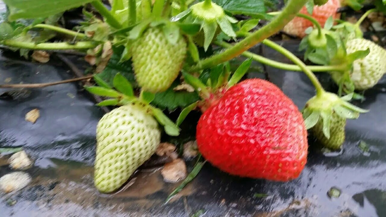 Грижи за ягоди и създаване на  разсад от ластуни с розетки.