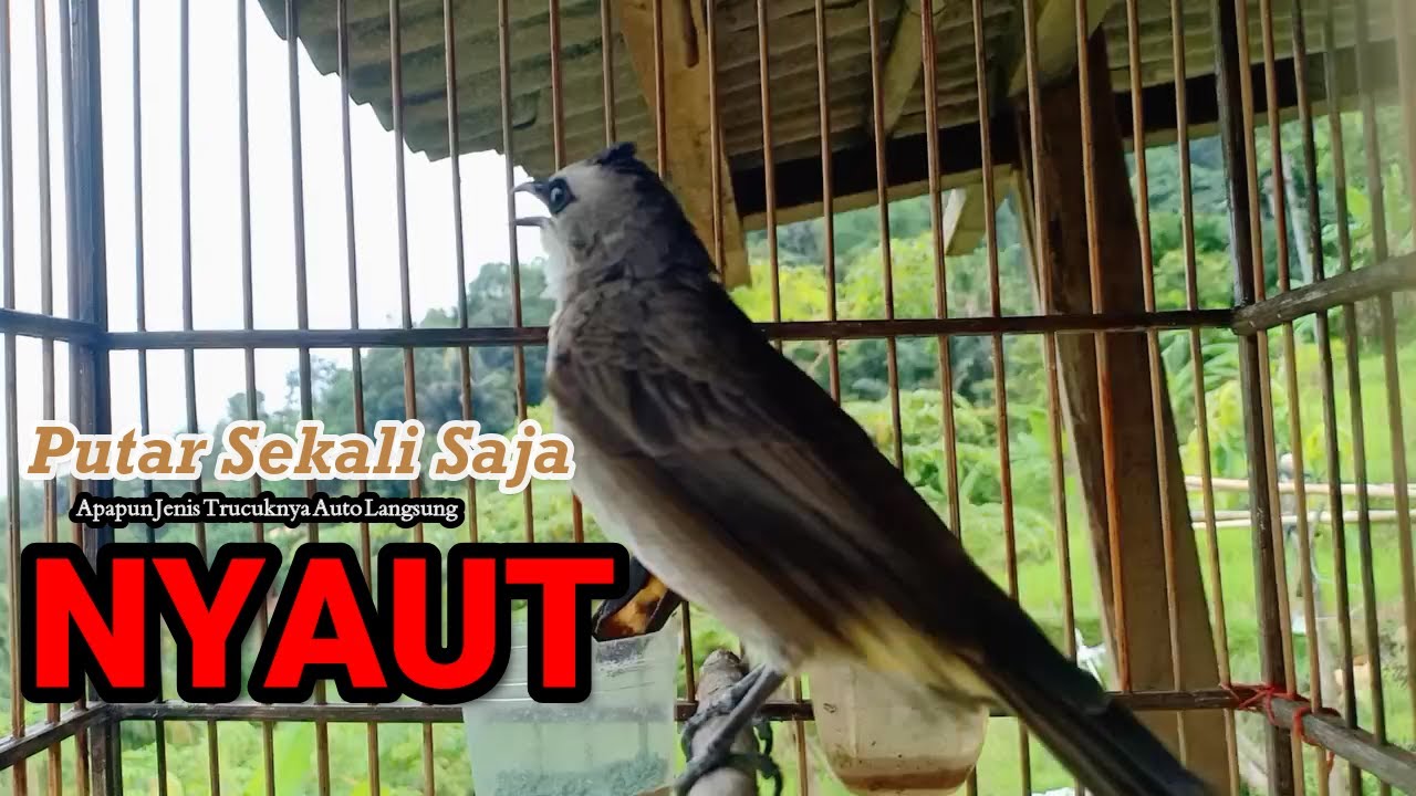 TRUCUKAN GACOR NGUPLIK | Masteran Terbaik Untuk Trucuk Malas Bunyi Jadi Gacor Ropel Panjang