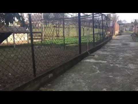 +995 555 73 40 73 Caucasian ( GEORGIAN ) Shepherd - kavkasiuri nagazi - კავკასიური ნაგაზი