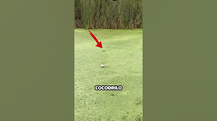 Perro es perseguido por cocodrilo mientras buscaba peces