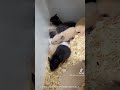 #動物好き #エキゾチック #ハムスター好き #ハムスターかわいい面白い #ハムスターのいる生活 #ハムスター #ハムスター癒し #ハムスター好きと繋がりたい #ハムスター動画 #ハムスターの日常