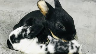 Mini Rex Rabbits!/ Birth to 7 weeks!🐰