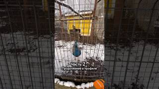 Зооферма Шихово #рекомендации #семейныйканал #догблог #ферма #животные #длядетей #семейныйотдых