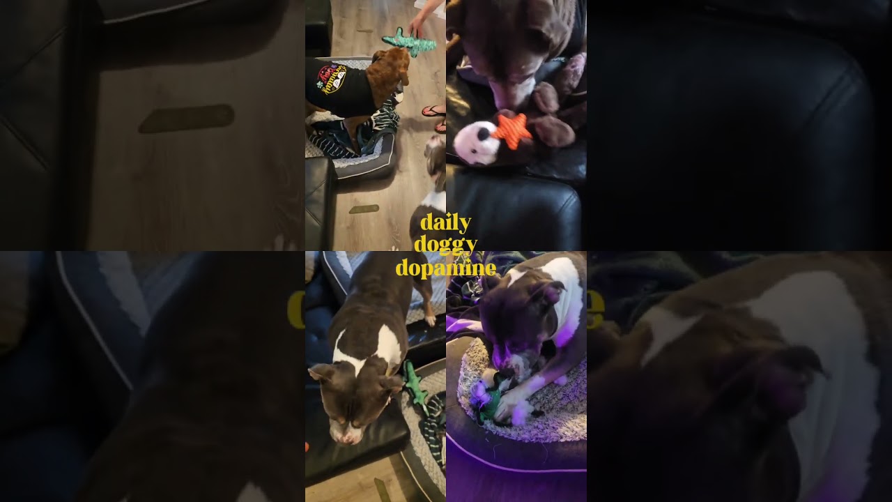 Daily Dog Dopamine: You Didn’t Know You Needed This Today 🐾💖