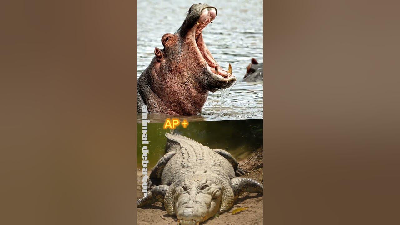HIPPOPOTAMUS VS SALTWATER CROCODILE #saltwatercrocodile #hippo - YouTube