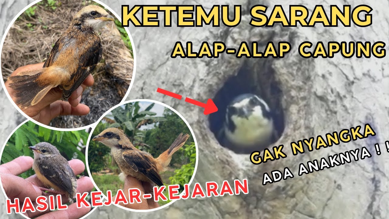 UDAH HAMPIR TROTOL‼️ PENTET SEBESAR INI MASIH BISA DAPAT DI KEJAR. 