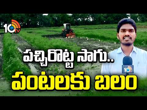 పచ్చిరొట్ట సాగు.. పంటలకు బలం | Green Manure Boosts Crop Yield and Soil Health | Matti Manishi | 10TV - 10TVNEWSTELUGU