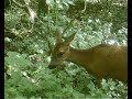 Vie sauvage dans une peupleraie à l&#39;abandon