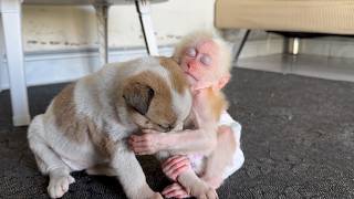 🥹❤️ From Suffering to Happiness – Baby Monkey Ri Ri's Family Adopted an Abandoned Puppy!