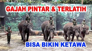 Gajah Pintar dan Terlatih di Taman Safari Indonesia 2 Prigen