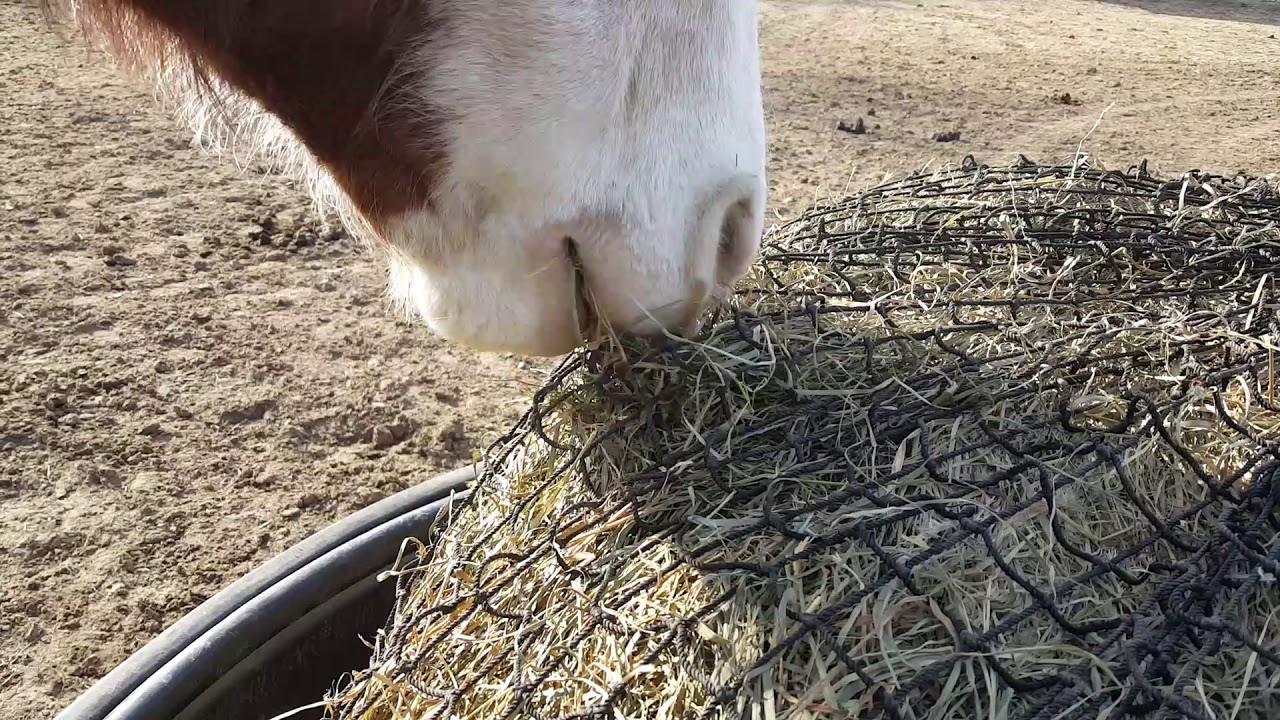 Diy Slow Feed Hay Feeders Home