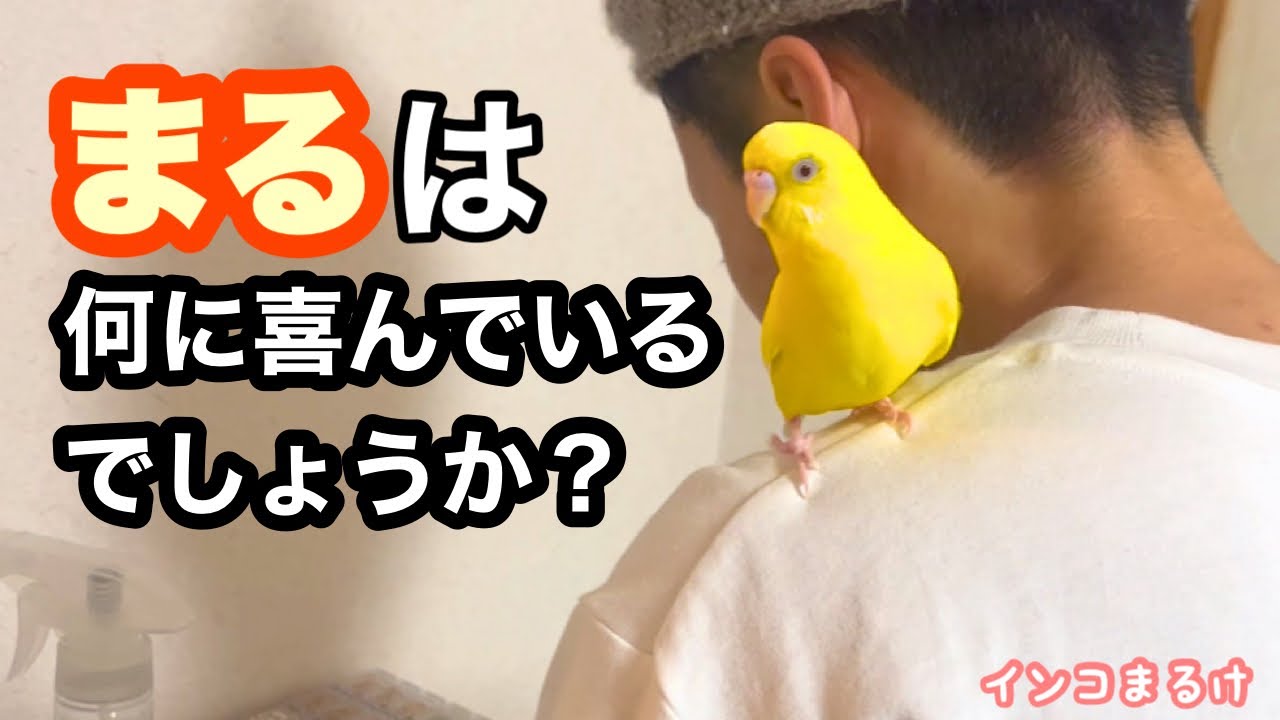 爆笑】パパがある事をし始めたら、テンション爆上がりになるインコ