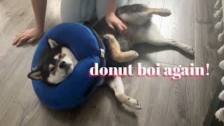 What Makes A Donut Boi Happ? | Bamboozles | Tiny Rick The Shibe by Tiny Rick The Shibe 525 views 2 years ago 2 minutes, 12 seconds
