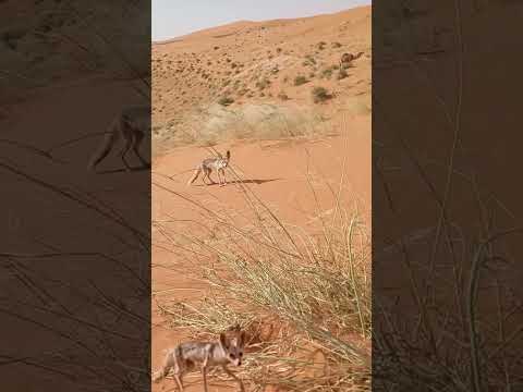 حصيني ثعلب الصحراء الفنك