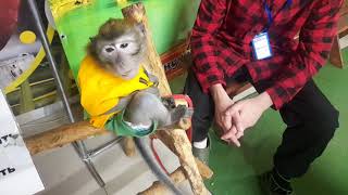 Обезьянки Егор и Миша и вредный обезьян на выставке Джуманджи