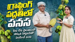 పనస కయ సగ Ph9949614751 How To Farm Jackfruit Techniques & Tips For A Successful Harvest