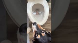 Having an Aussie: