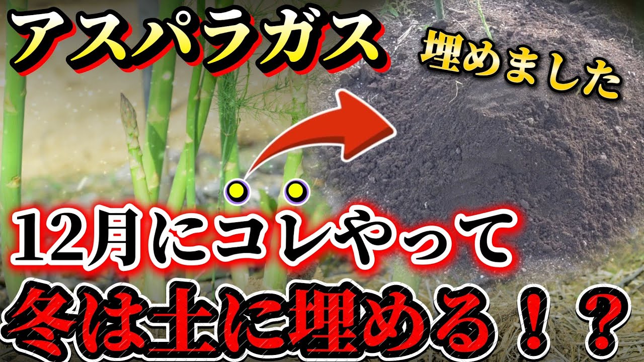 Asparagus] When it comes to winter care, protecting asparagus is