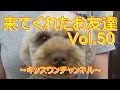 来てくれたお友達　Vol.50【トリマー 大型犬】0140