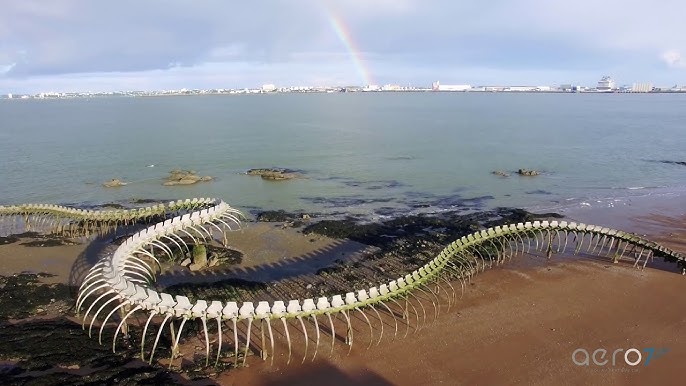 GIANT SNAKE SKELETON IN THE SEA OF FRANCE #Shorts 