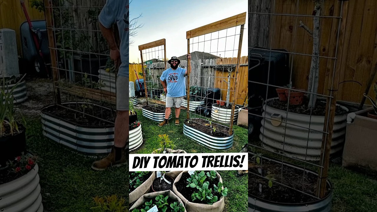 DIY Tomato Trellis!