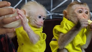 It's their eating time they are so cute with the same dress / smart baby monkey