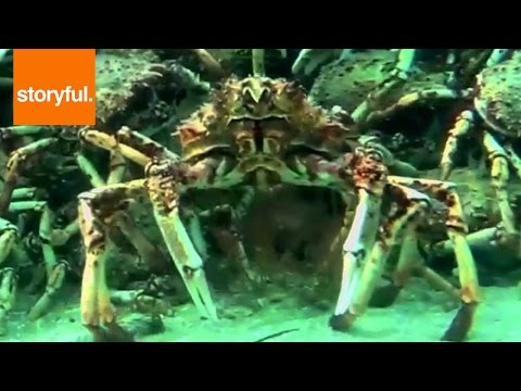 Thousands Of Spider Crabs Make Giant Moving Pyramid (Storyful, Wild Animals)