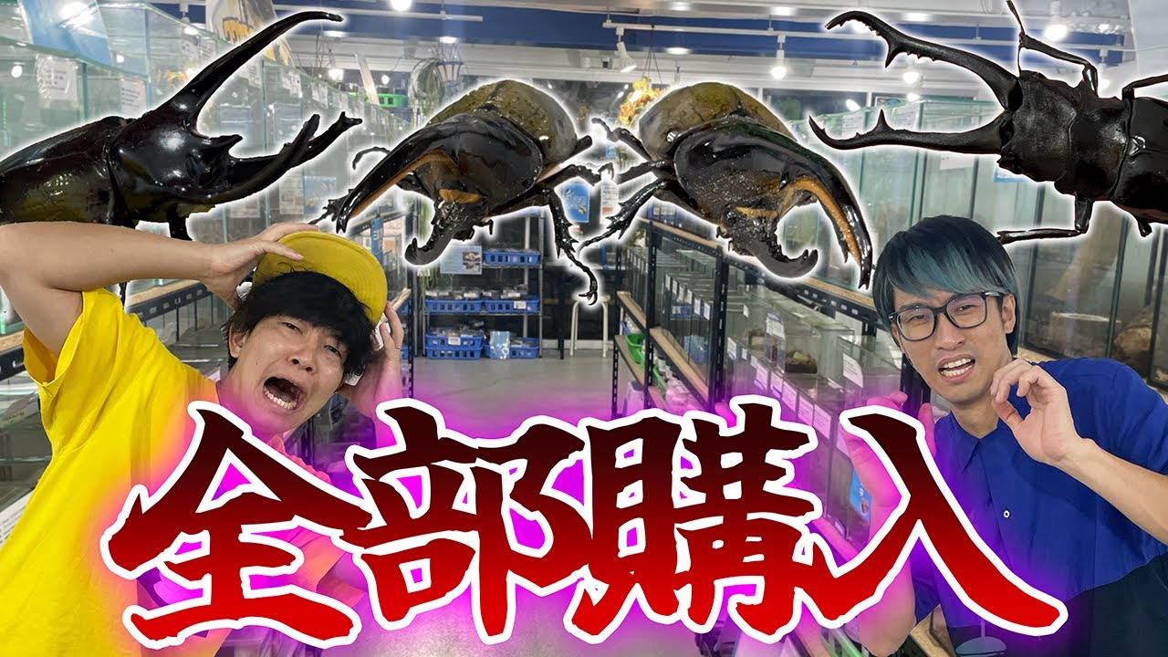 負けたら好きなだけ高級カブトムシを買わされる勝負をしたら驚愕の結末に………