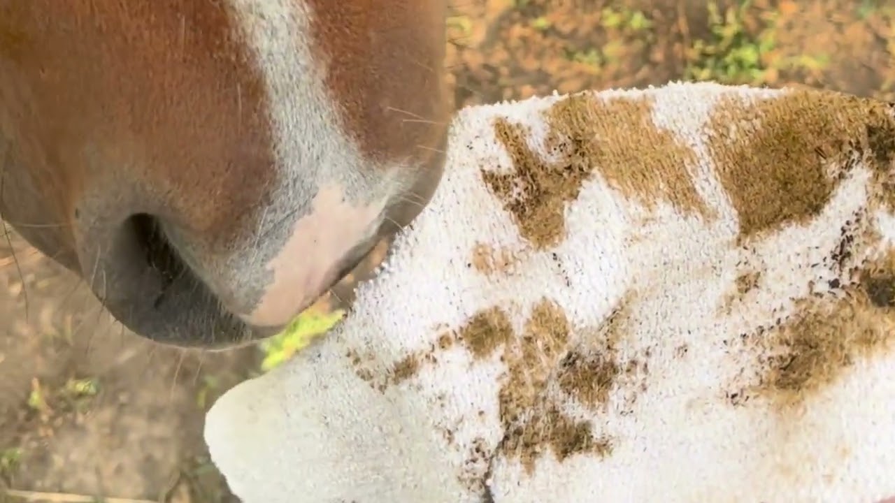 How scent swapping helps to introduce a new mare in a mixed herd