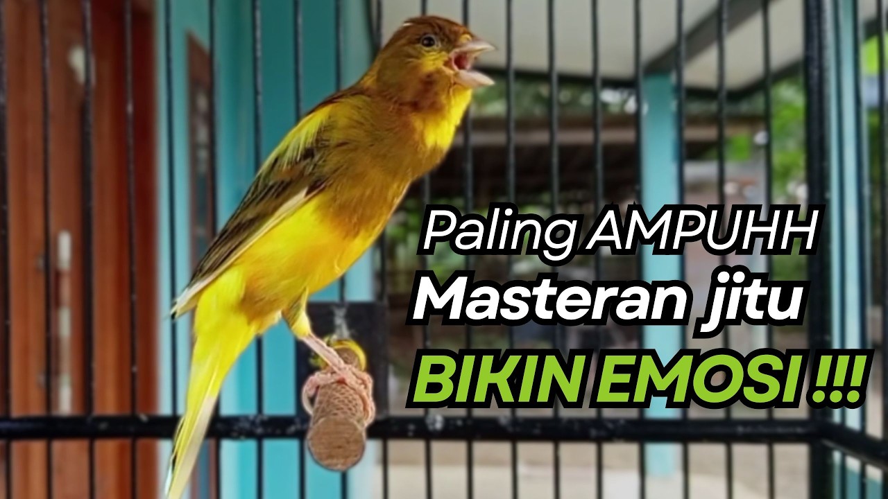 KENARI GACOR Cuit CUIT BIRAHI UNTUK PANCINGAN & MASTERAN Kenari PAUD AGAR BUNYI