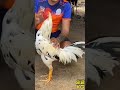 Beautiful rooster Qa:443