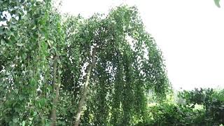 Cercidiphyllum magnificum 'Pendula' zmarličník velký
