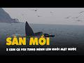 Cận cảnh 2 con cá voi liên tục tung mình lên khỏi mặt nước, há miệng săn cá ở Đắk Lắk