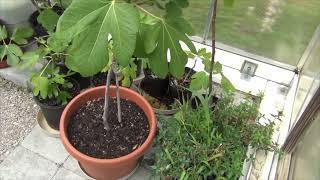 June Garden 2026