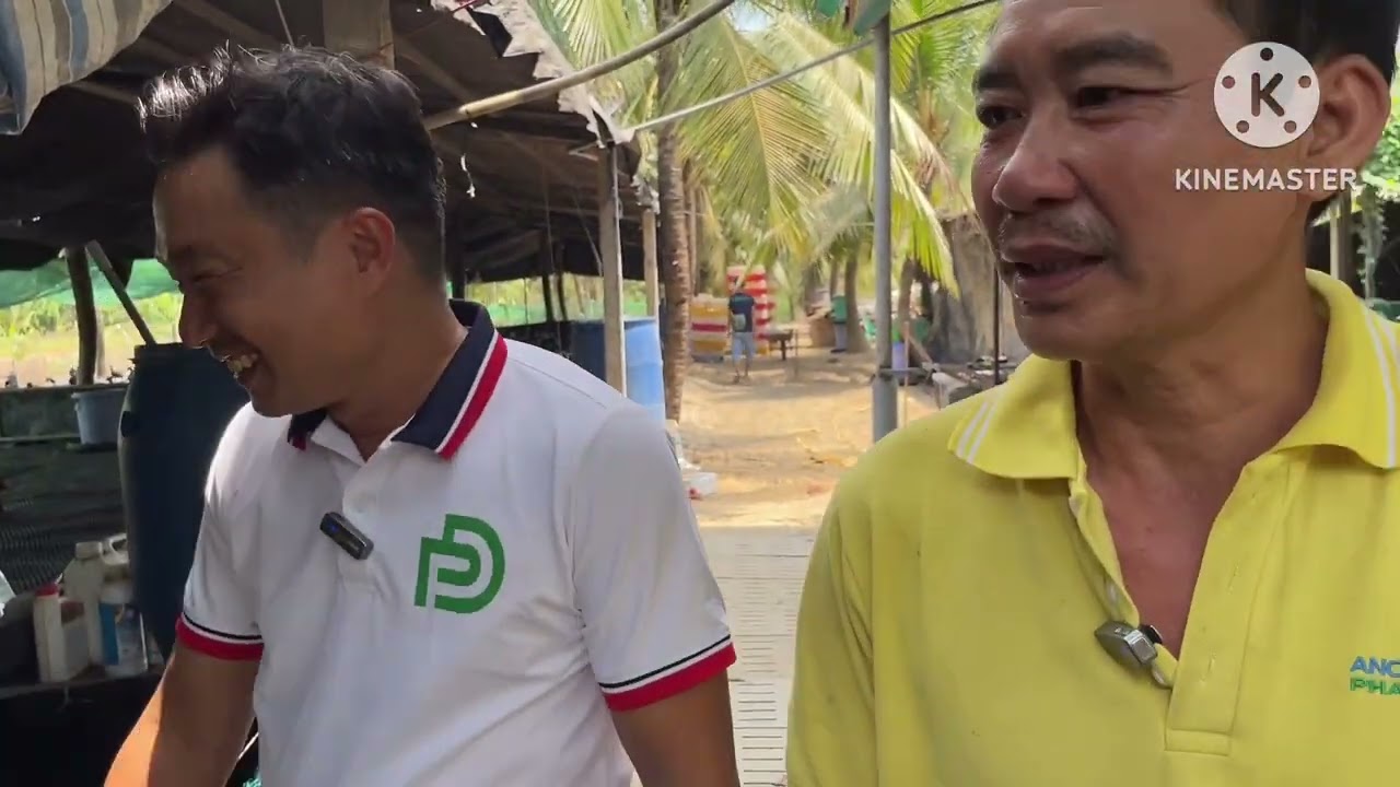 Xuất chuồng 1.600 con siêu đẹp - Trại anh Sinh - Mỹ Tho, Tiền Giang.