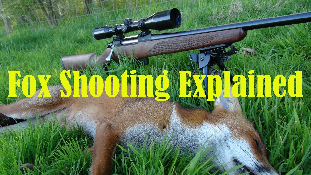 Daytime Fox Shooting Explained