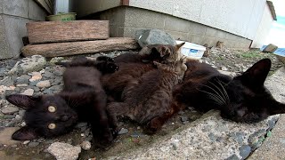 近所の子猫をまとめて面倒みる黒猫お母さん