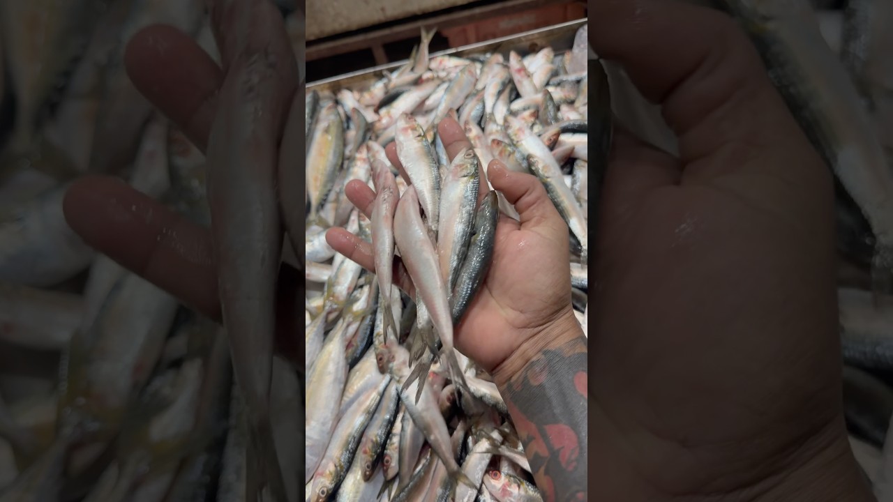 टार्ली मच्छी  