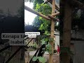 Anggur jenis isabela diperlukan untuk membuat batang bawah atau biasa disebut rostok.