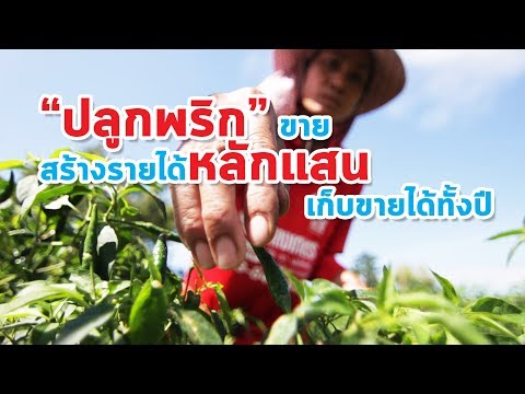 ปลูกพริกขายสร้างรายได้หลักแสน เก็บขายได้ทั้งปี