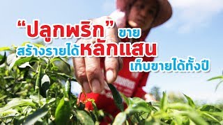 ปลูกพริกขายสร้างรายได้หลักแสน เก็บขายได้ทั้งปี